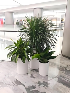 紧跟搜索习惯，揭秘北仑绿化修剪专业精髓